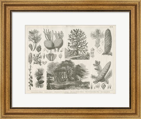 Framed Pine Tree Botanik Print