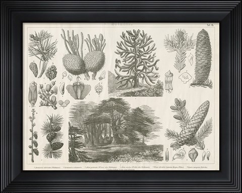 Framed Pine Tree Botanik Print
