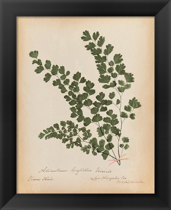 Framed Botanical Fern III Mossy Green Print