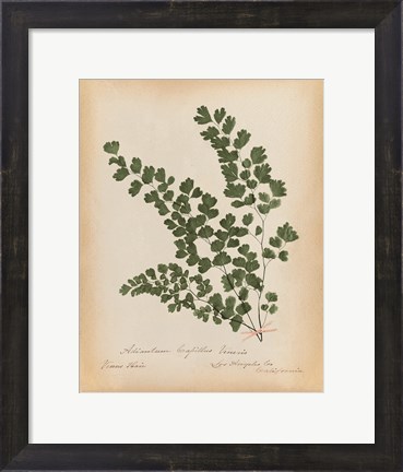 Framed Botanical Fern III Mossy Green Print