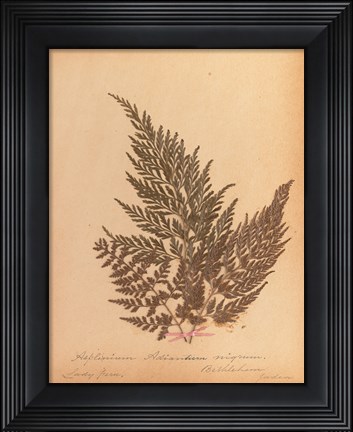 Framed Botanical Fern XVIII Print