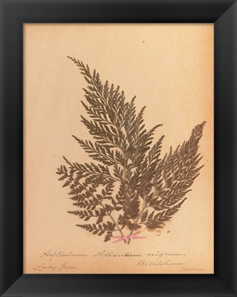 Framed Botanical Fern XVIII Print