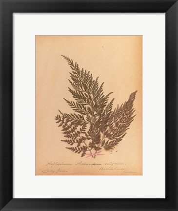 Framed Botanical Fern XVIII Print