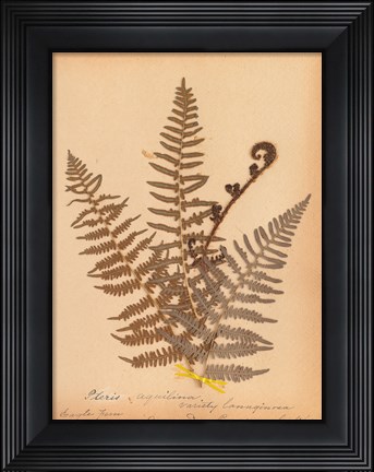 Framed Botanical Fern IV Print