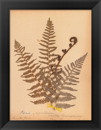 Framed Botanical Fern IV Print