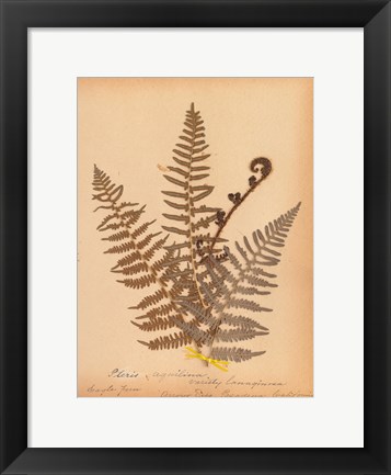 Framed Botanical Fern IV Print