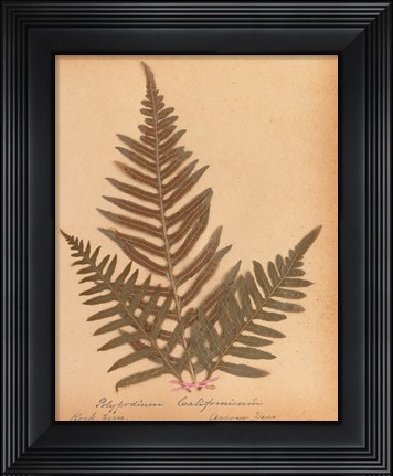Framed Botanical Fern XI Print