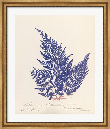 Framed Botanical Fern XVIII Blue Print