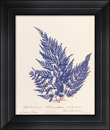 Framed Botanical Fern XVIII Blue Print
