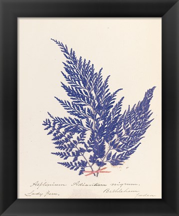 Framed Botanical Fern XVIII Blue Print