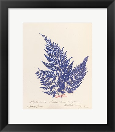 Framed Botanical Fern XVIII Blue Print