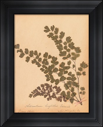 Framed Botanical Fern III Print