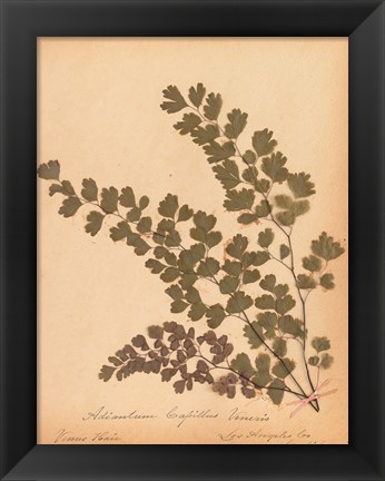 Framed Botanical Fern III Print