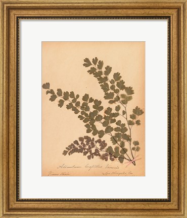 Framed Botanical Fern III Print