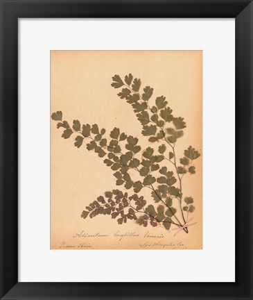 Framed Botanical Fern III Print