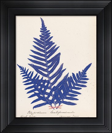 Framed Botanical Fern XI Blue Print