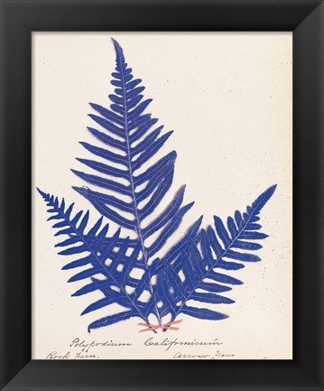 Framed Botanical Fern XI Blue Print