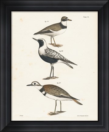 Framed Shore Birds III Print