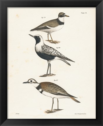 Framed Shore Birds III Print