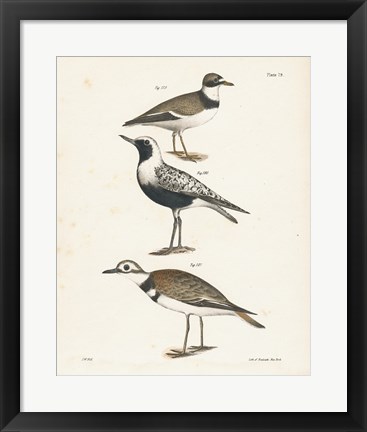 Framed Shore Birds III Print