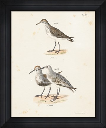Framed Shore Birds I Print