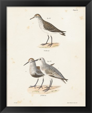 Framed Shore Birds I Print