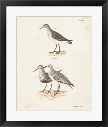 Framed Shore Birds I Print