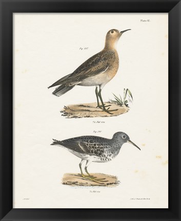 Framed Shore Birds II Print