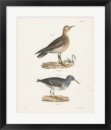 Framed Shore Birds II Print