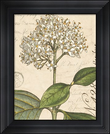 Framed Botanique Bleu IV Vintage Print