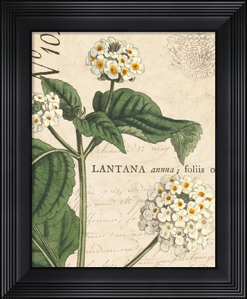 Framed Botanique Bleu I Vintage Print