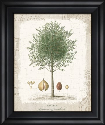 Framed Garden Trees I - Nutmeg Tree Print