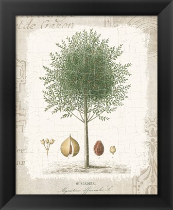 Framed Garden Trees I - Nutmeg Tree Print