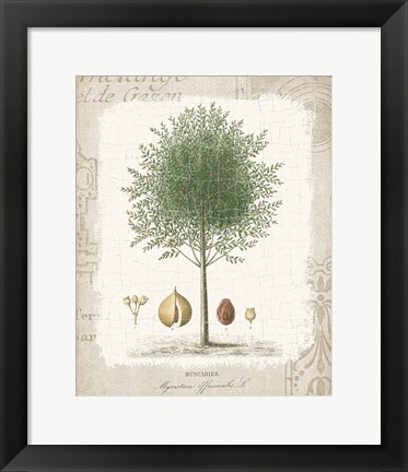 Framed Garden Trees I - Nutmeg Tree Print