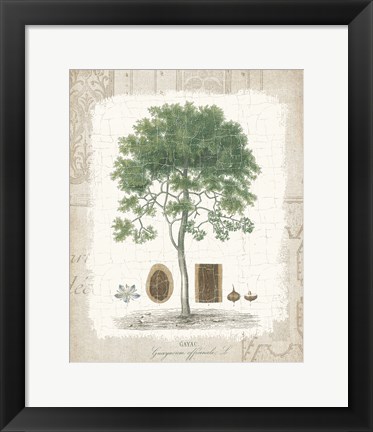 Framed Garden Trees I - Tropical Gayc Tree Print