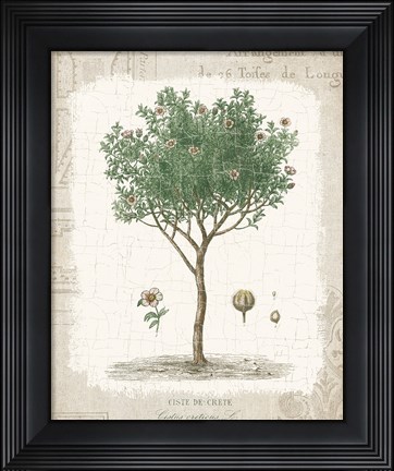 Framed Garden Trees I - Ciste de Crete Print