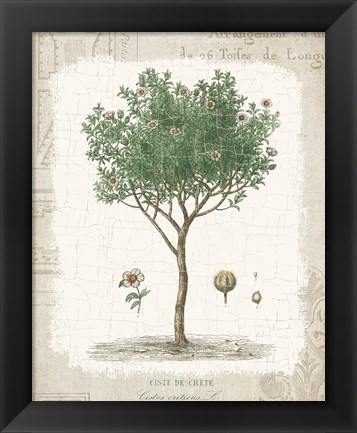 Framed Garden Trees I - Ciste de Crete Print