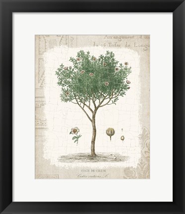 Framed Garden Trees I - Ciste de Crete Print