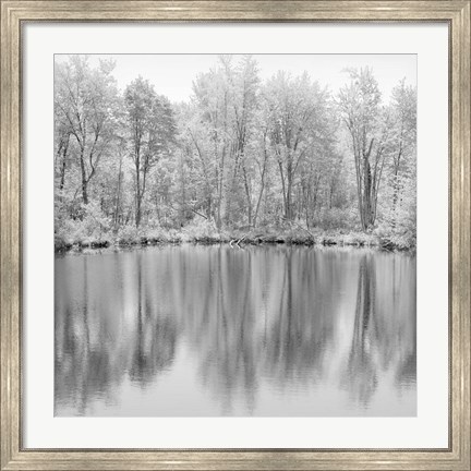 Framed Tree Reflections Print