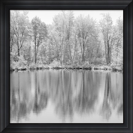 Framed Tree Reflections Print