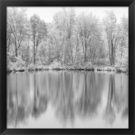 Framed Tree Reflections Print