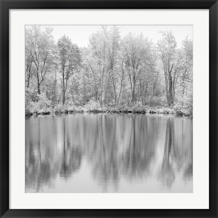Framed Tree Reflections Print