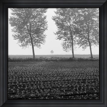 Framed Trees of Tuscany Print