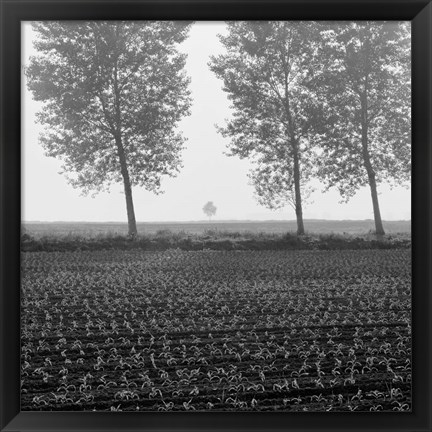 Framed Trees of Tuscany Print