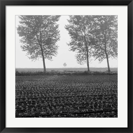 Framed Trees of Tuscany Print