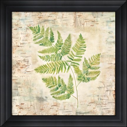 Framed Birch Bark Ferns II Print