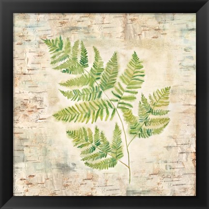 Framed Birch Bark Ferns II Print