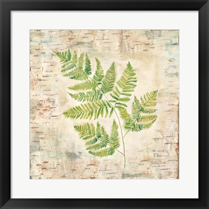 Framed Birch Bark Ferns II Print