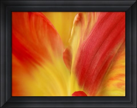 Framed Tulipa Print