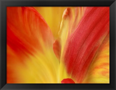 Framed Tulipa Print